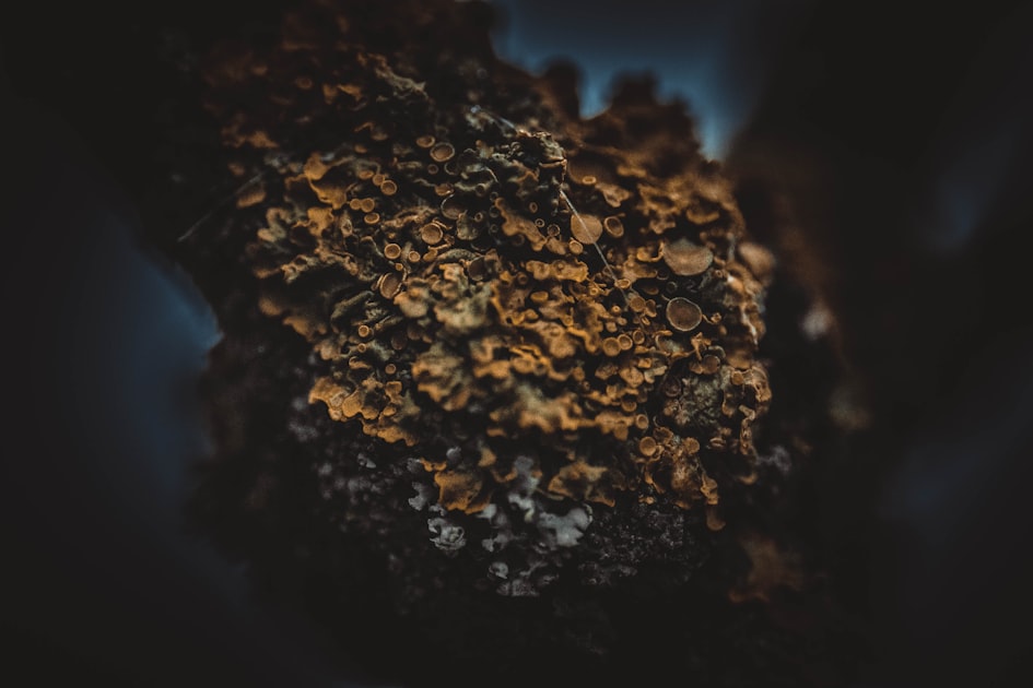 Understanding Lichen Planus